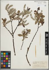 Foto von Salix laurina Sm.